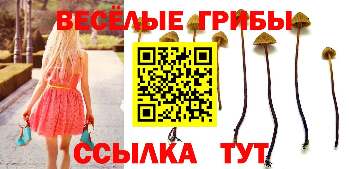 Галлюциногенные грибы MAGIC MUSHROOMS  Вход с VPN  Новокубанск  Псилоцибиновые грибы Psilocybine cubensis 